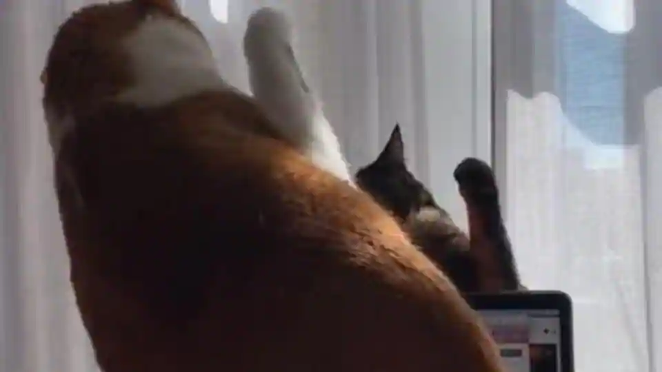 Somebody call HR because these cute cats are going at it in the home office – it s viral