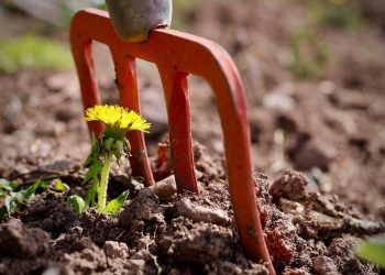 Allotment inspections spark concern in Hartlepool – but chiefs move to allay fears