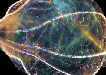 Researchers studying ‘aliens of the sea’ to uncover secrets of regeneration