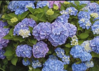 NH research aims to support growing cut flower industry