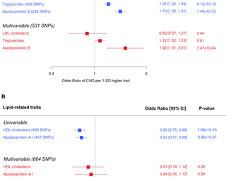 A multivariable Mendelian randomisation analysis