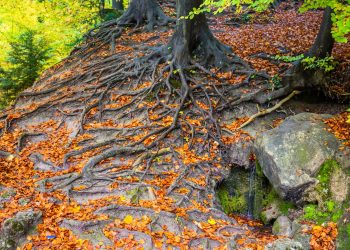 Using Open Dialogue to Reform Psychiatry in Vermont