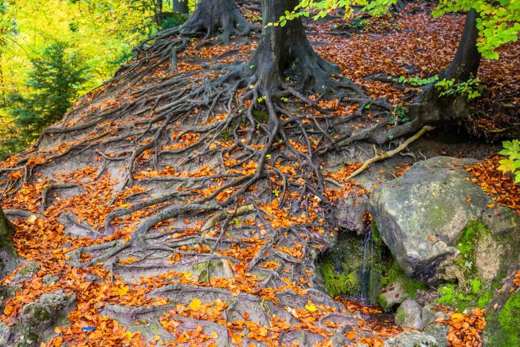 Using Open Dialogue to Reform Psychiatry in Vermont