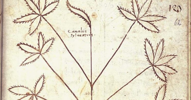 All About Hashish And Its Awesome Comeback