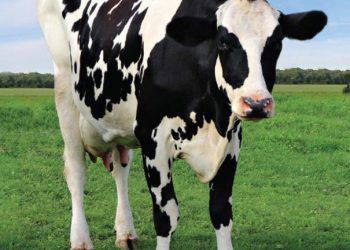 In Short | American Veterinary Medical Association