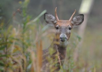 Pennsylvania Game Commission taking steps to curb spread of CWD | Sports