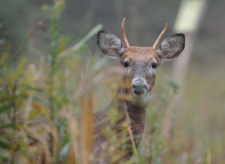 Pennsylvania Game Commission taking steps to curb spread of CWD | Sports