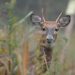 Pennsylvania Game Commission taking steps to curb spread of CWD | Sports