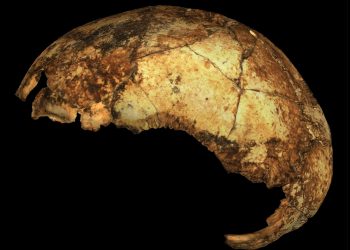 Contemporaneity of Australopithecus, Paranthropus, and early Homo erectus in South Africa