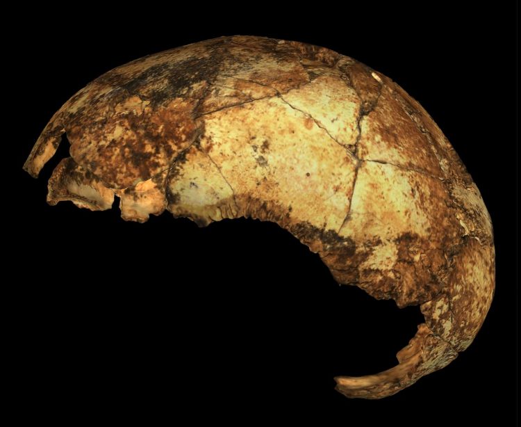 Contemporaneity of Australopithecus, Paranthropus, and early Homo erectus in South Africa