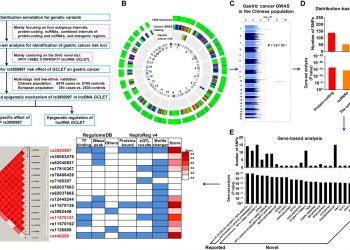 Remote modulation of lncRNA GCLET by risk variant at 16p13 underlying genetic susceptibility to gastric cancer