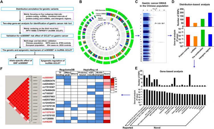 Remote modulation of lncRNA GCLET by risk variant at 16p13 underlying genetic susceptibility to gastric cancer