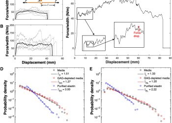 Avalanches and power law behavior in aortic dissection propagation
