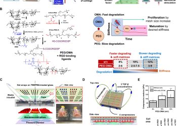 Combinatorial screening of biochemical and physical signals for phenotypic regulation of stem cell–based cartilage tissue engineering