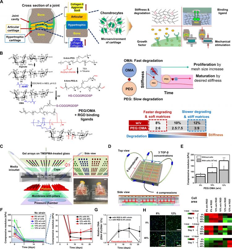 Combinatorial screening of biochemical and physical signals for phenotypic regulation of stem cell–based cartilage tissue engineering