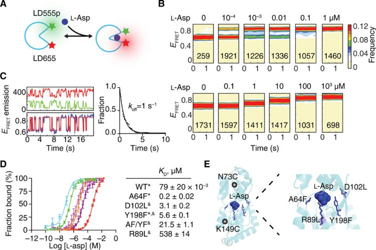 Single-molecule transport kinetics of a glutamate transporter homolog shows static disorder