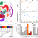 The mutational constraint spectrum quantified from variation in 141,456 humans