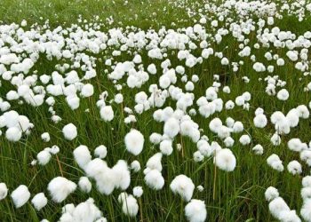 Short fibre content in cotton: The next big challenge for spinners