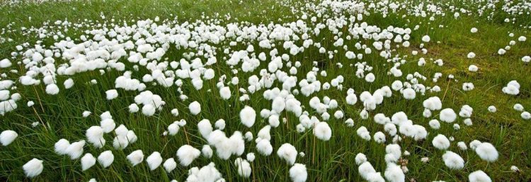 Short fibre content in cotton: The next big challenge for spinners