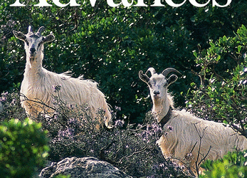 Volcanic-induced global monsoon drying modulated by diverse El Niño responses