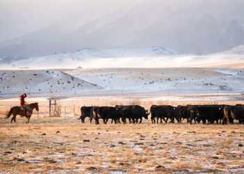 Market research reveals opportunity to educate U.S. beef consumers