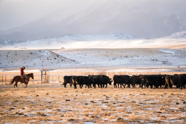 Market research reveals opportunity to educate U.S. beef consumers