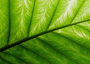 Credit Suisse names AM brands with winning ESG approaches