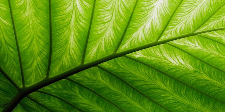 Credit Suisse names AM brands with winning ESG approaches