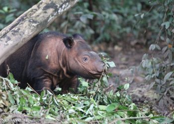 U.S. fund that supports Sumatran rhino research faces deep cuts under Trump
