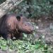 U.S. fund that supports Sumatran rhino research faces deep cuts under Trump