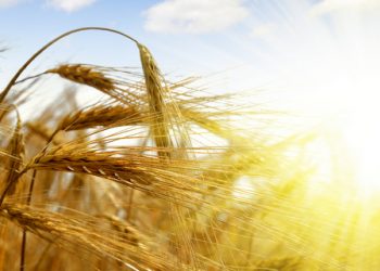 Global market to increase by 3%, says Beroe