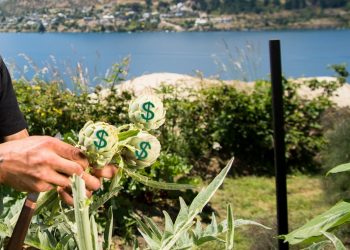 Never let a good crisis go to waste: How our food sector can save NZ’s economy