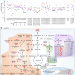 Amino acid and lipid metabolism in post-gestational diabetes and progression to type 2 diabetes: A metabolic profiling study
