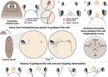 Muscle and neuronal guidepost-like cells facilitate planarian visual system regeneration
