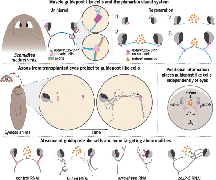 Muscle and neuronal guidepost-like cells facilitate planarian visual system regeneration