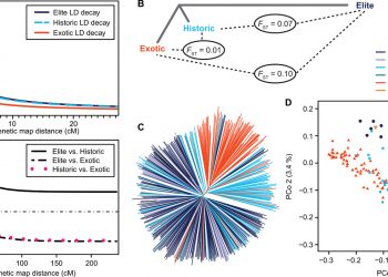 Negative dominance and dominance-by-dominance epistatic effects reduce grain-yield heterosis in wide crosses in wheat