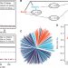 Negative dominance and dominance-by-dominance epistatic effects reduce grain-yield heterosis in wide crosses in wheat