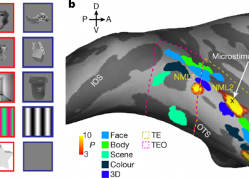 A map of object space in primate inferotemporal cortex