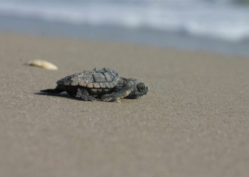 Sea Turtle Nesting Projects Awarded Emergency Funds to Ease COVID-19 Impact