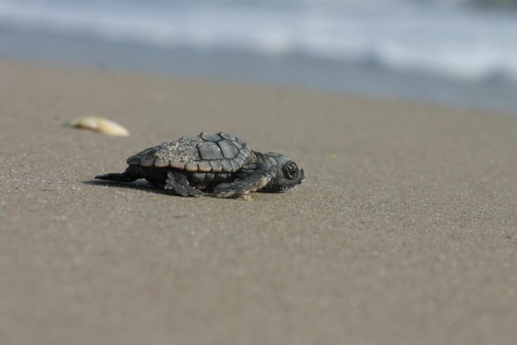 Sea Turtle Nesting Projects Awarded Emergency Funds to Ease COVID-19 Impact