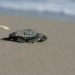 Sea Turtle Nesting Projects Awarded Emergency Funds to Ease COVID-19 Impact
