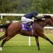 Twin assault for Galileo in Irish 2,000 Guineas as Group 1 record beckons | Bloodstock News