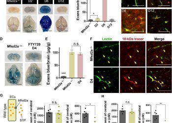 Mfsd2a and Spns2 are essential for sphingosine-1-phosphate transport in the formation and maintenance of the blood-brain barrier