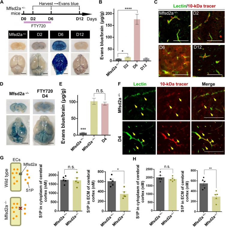 Mfsd2a and Spns2 are essential for sphingosine-1-phosphate transport in the formation and maintenance of the blood-brain barrier