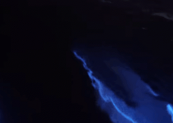 Surreal Footage Shows ‘Glowing’ Dolphins Surf Through Bioluminescent Algae