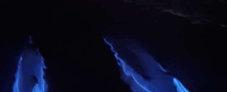 Surreal Footage Shows ‘Glowing’ Dolphins Surf Through Bioluminescent Algae