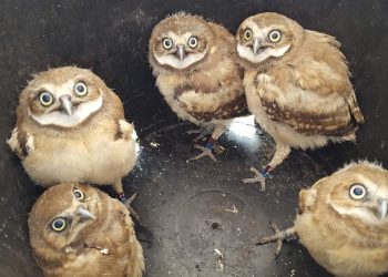 A Dire Fate For Manitoba’s Burrowing Owls As Recovery Program Faces Funding Losses