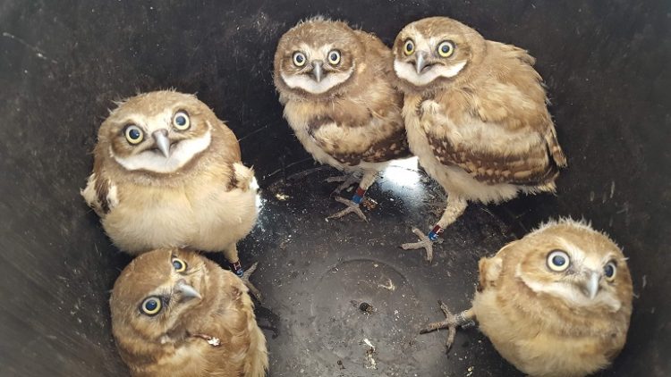 A Dire Fate For Manitoba’s Burrowing Owls As Recovery Program Faces Funding Losses
