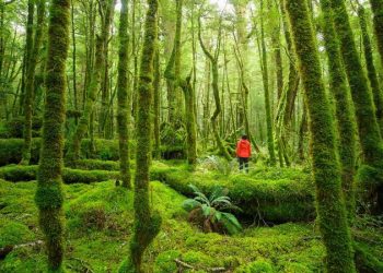 Fiordland re-directs focus to domestic market