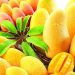 Mango-walnut delicacies for summer – WeForNews